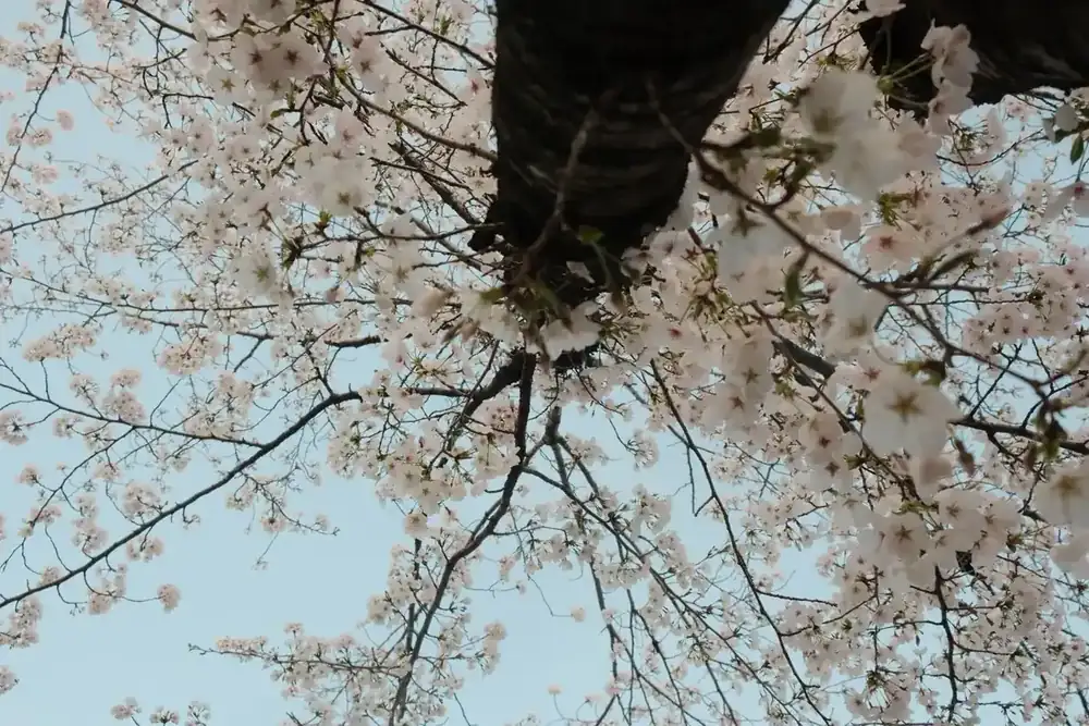 Una rama en flor contra un cielo primaveral