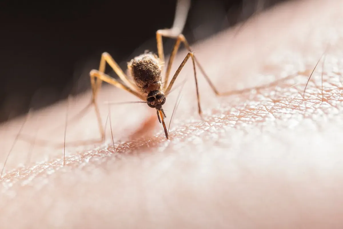 Primer plano de un mosquito sobre la piel